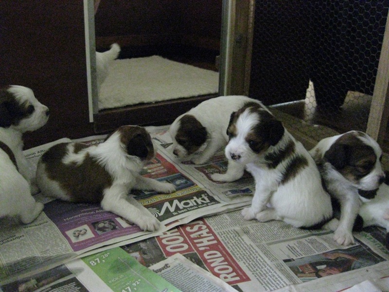Puppies